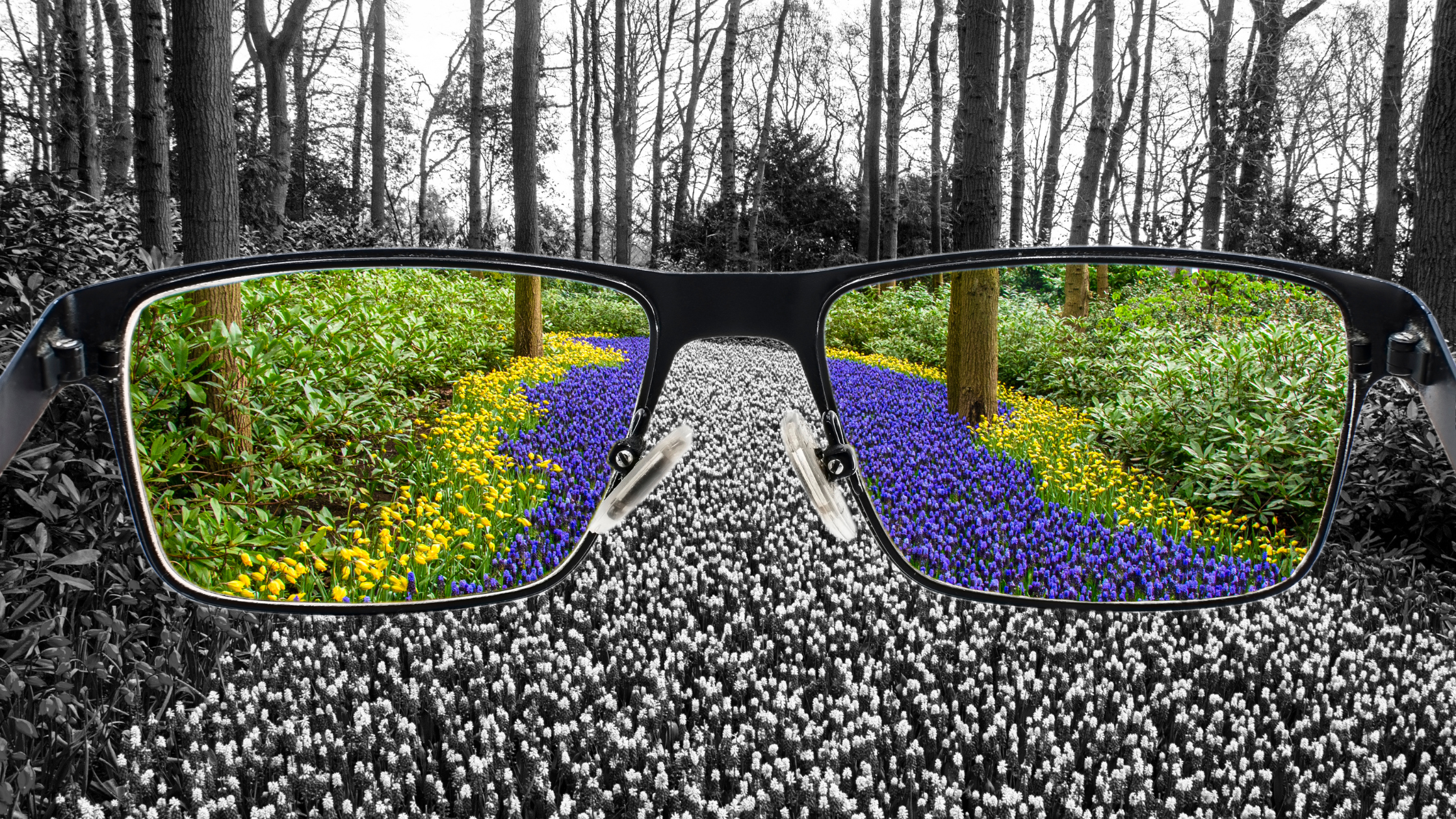 colors of a meadow shown through glasses to show how color blind don't see colors